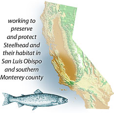 working to preserve and protect Steelhead and their habitat in San Luis Obispo and southern Monterey counties